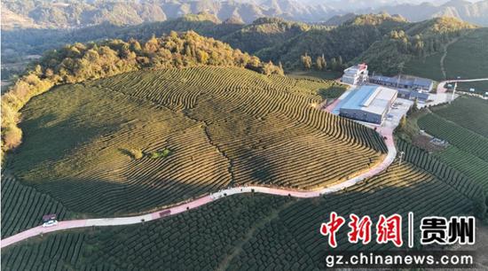 图为石阡县聚凤乡高原茶场。