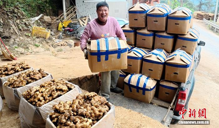 贺州平桂区发展万亩生姜产业 百年“姜山”变富民“金山”