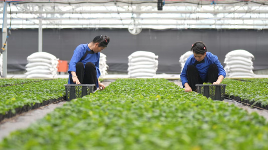 黔东南州榕江县贵州甜甜榕江农业贸易有限公司育苗大棚，工人正在进行迁苗作业。