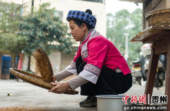 村民在筛选红水河砂石，为炒制萢果作准备。张帆 摄