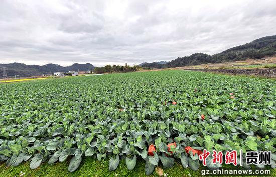 荔波县坤地村种植坝区连片的西兰花田。