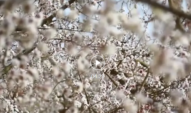 侨乡故事 | “杏花姑娘”努尔比亚：用短视频讲好乡村振兴故事