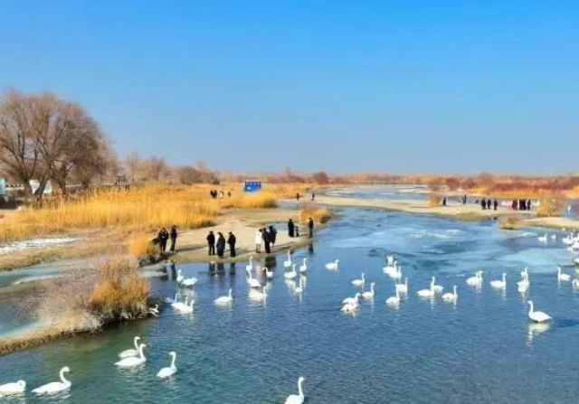 精彩兵团 | “天鹅湾”旅游热度攀升