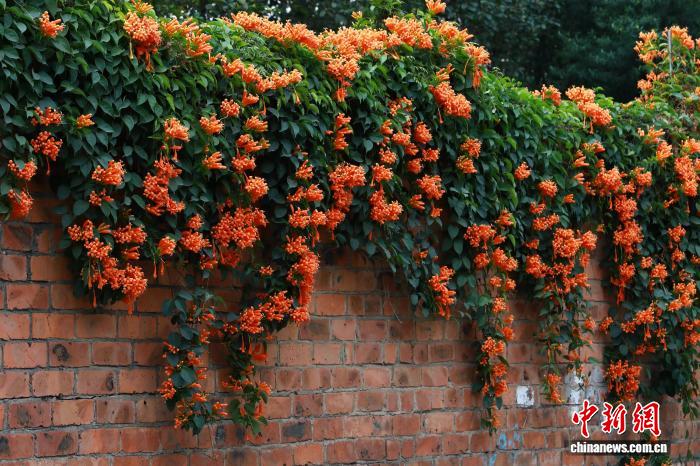 广西南宁：炮仗花开映街巷