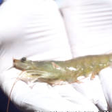 年产达150吨！乌鲁木齐本地南美白对虾抢“鲜”上市 新疆新闻网