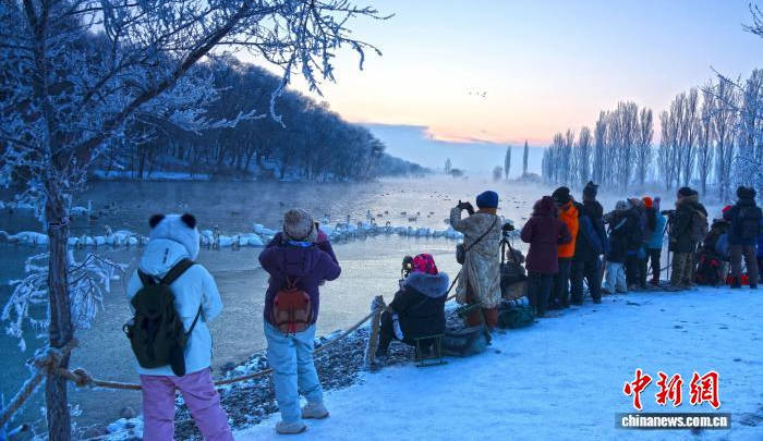“天鹅越冬”何以成新疆冬季旅游新景？
