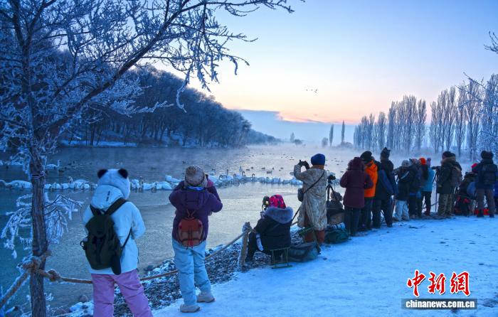 近日，伊宁县天鹅泉湿地公园的天鹅吸引游客拍照。伊宁县融媒体中心供图