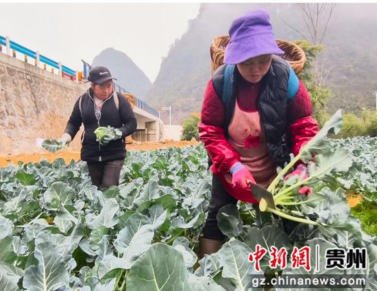 村民正在采收西蓝花 村民正在采收西蓝花