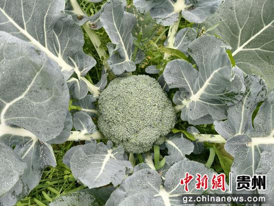 个头饱满的西蓝花 个头饱满的西蓝花