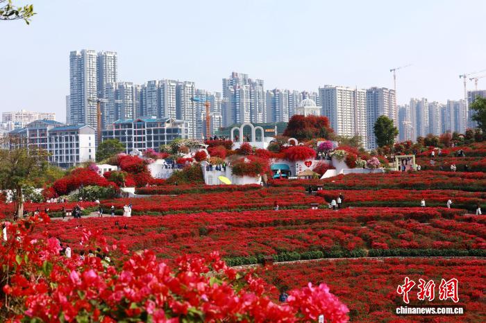 冬日南宁上演繁花盛景