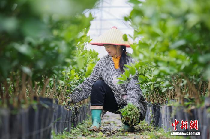 广西贺州：脐橙苗木管护忙