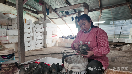 陈崇芳正在修剪已采收的蘑菇 关之悦 摄
