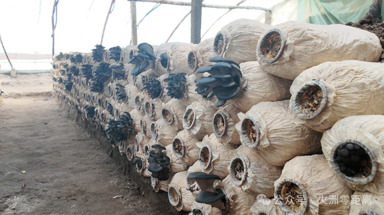 大棚内整齐饱满的平菇 关之悦 摄