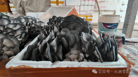 新鲜采收的平菇 关之悦 摄0