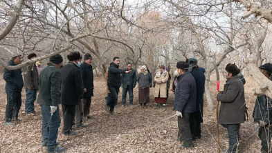 玉尔其乡玉斯屯库木艾日克村党员干部带领群众开展果园整治工作b