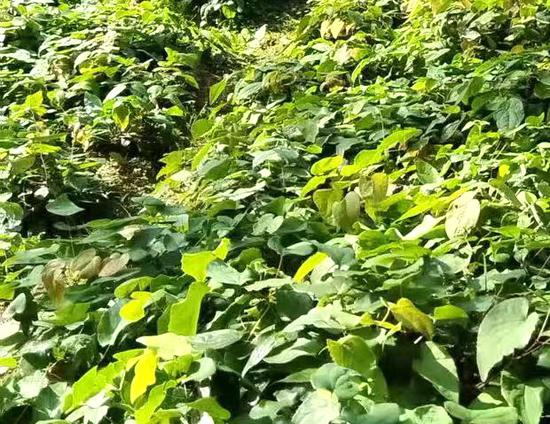 三岔河镇栽种的淫羊藿。任思宇 摄