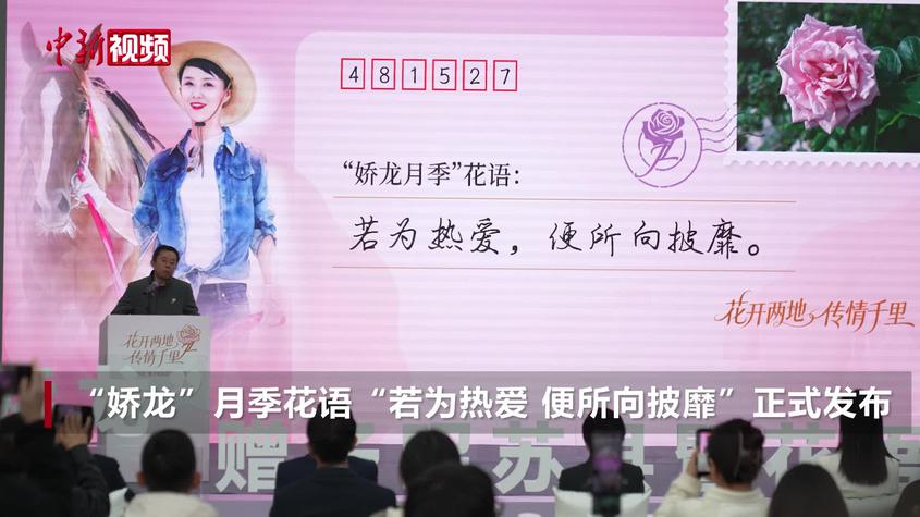 ���´����¡�һ�仨�����飺�ƻ���������������