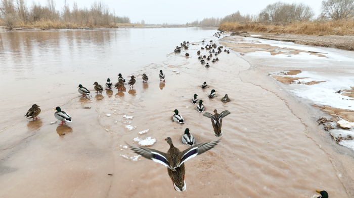 伽师县冬日克孜河迎来“鸭邻居” 生态改善引候鸟安家