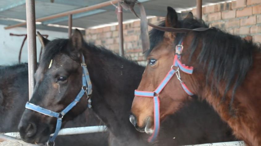 察布查尔县：特色养殖铺就百姓“马上”致富路