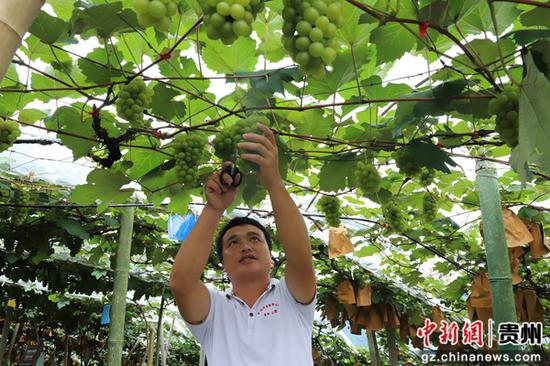 水晶葡萄丰收。