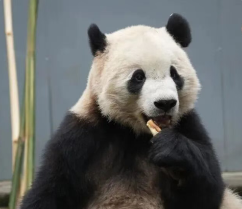 大熊猫“宝元”“德瑞”抵达乌鲁木齐