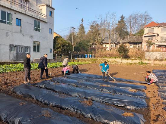 村民规范的种植马铃薯。税会静 摄