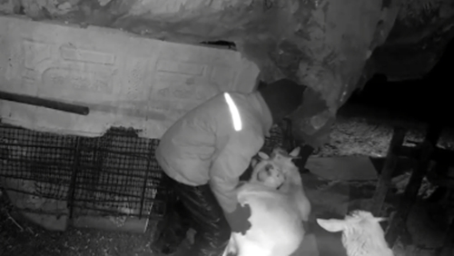 羊群“集体出走”民警急寻 竟在邻居家被“爱心托管”