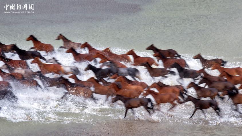 新疆昭苏：马年到“天马故乡”看马马马马……
