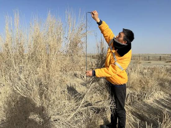 梁明在测量生态防沙林红柳高度。伊尔番 摄e