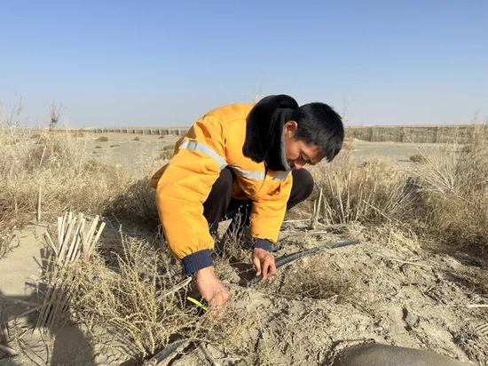 梁明维护生态防沙林滴灌带。伊尔番 摄