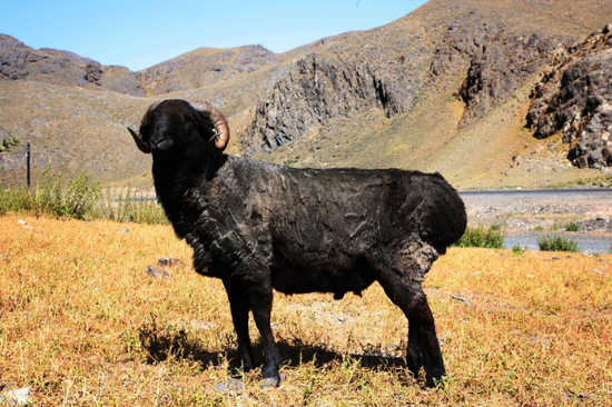 45a184322c6473a62e4372ad59c0459f