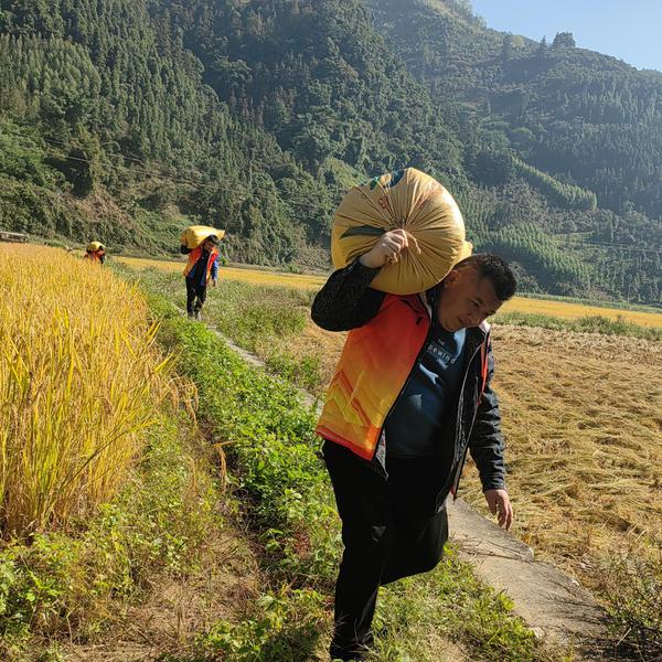 (资料图)党员们在搬运稻谷。黄谨依 摄 (资料图)党员们在搬运稻谷。黄谨依 摄