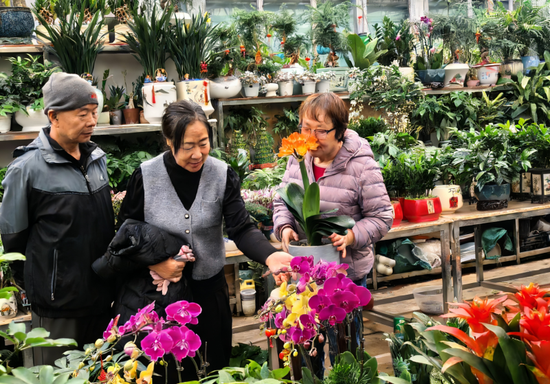 春节临近，市民在北慕花卉市场选购鲜花装点家居。古哈尔尼沙 摄