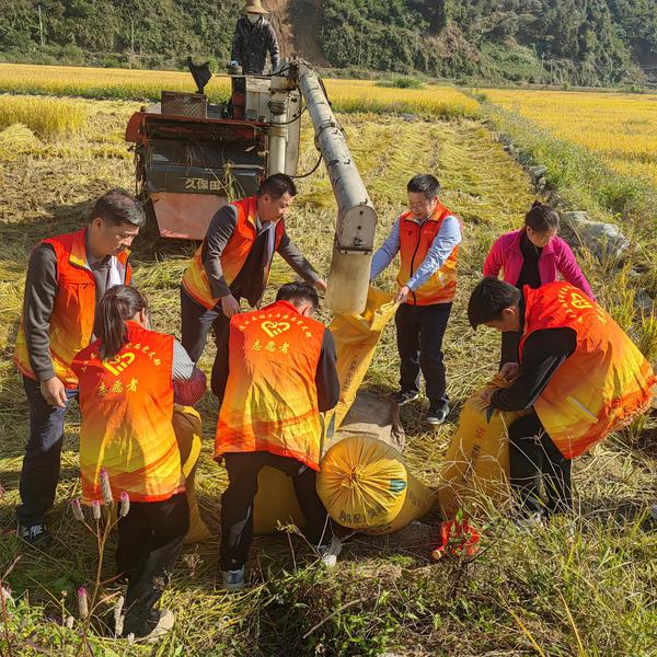 资料图为党员干部在忙着把谷粒装入袋。黄文慧摄 资料图为党员干部在忙着把谷粒装入袋。黄文慧摄