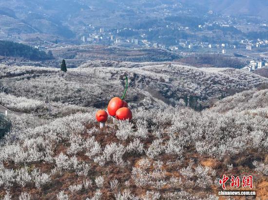 图为2月21日,贵州省毕节市纳雍县厍东关乡万亩樱桃花盛开。李华 摄 图为2月21日,贵州省毕节市纳雍县厍东关乡万亩樱桃花盛开。李华 摄