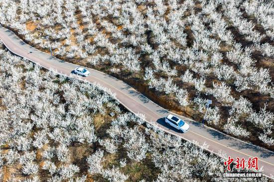 图为2月21日,车辆行驶在贵州省毕节市纳雍县厍东关乡樱桃花林。王洋 摄 图为2月21日,车辆行驶在贵州省毕节市纳雍县厍东关乡樱桃花林。王洋 摄