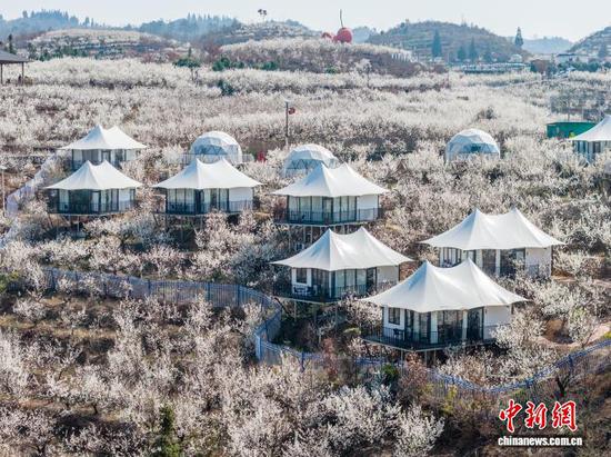 图为2月21日,贵州省毕节市纳雍县厍东关乡万亩樱桃花盛开。王洋 摄 图为2月21日,贵州省毕节市纳雍县厍东关乡万亩樱桃花盛开。王洋 摄