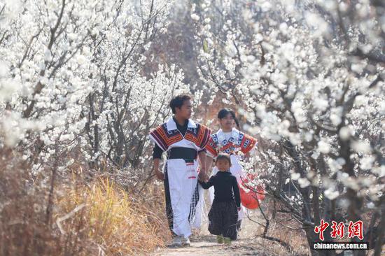 图为2月21日,游客在贵州省毕节市纳雍县厍东关乡游玩赏花。李华 摄 图为2月21日,游客在贵州省毕节市纳雍县厍东关乡游玩赏花。李华 摄