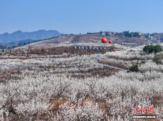 图为2月21日,贵州省毕节市纳雍县厍东关乡万亩樱桃花盛开。李华 摄 图为2月21日,贵州省毕节市纳雍县厍东关乡万亩樱桃花盛开。李华 摄