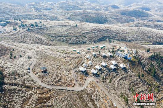 图为2月21日,贵州省毕节市纳雍县厍东关乡万亩樱桃花盛开。王洋 摄 图为2月21日,贵州省毕节市纳雍县厍东关乡万亩樱桃花盛开。王洋 摄