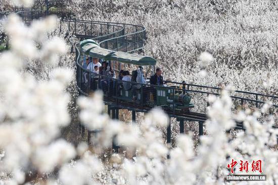 图为2月21日,游客在贵州省毕节市纳雍县厍东关乡乘坐小火车赏花。李华 摄 图为2月21日,游客在贵州省毕节市纳雍县厍东关乡乘坐小火车赏花。李华 摄