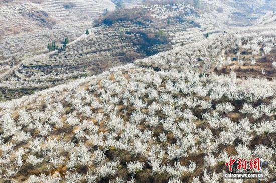 图为2月21日,贵州省毕节市纳雍县厍东关乡万亩樱桃花盛开。王洋 摄 图为2月21日,贵州省毕节市纳雍县厍东关乡万亩樱桃花盛开。王洋 摄