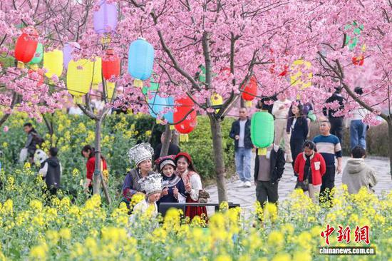 2月24日,游客在金海雪山以樱花和油菜花为背景自拍。近日,随着气温回升,贵州省黔南布依族苗族自治州贵定县盘江镇的樱花、油菜花竞相绽放,吸引不少游客前来踏春赏花。中新社记者 瞿宏伦 摄 2月24日,游客在金海雪山以樱花和油菜花为背景自拍。近日,随着气温回升,贵州省黔南布依族苗族自治州贵定县盘江镇的樱花、油菜花竞相绽放,吸引不少游客前来踏春赏花。中新社记者 瞿宏伦 摄
