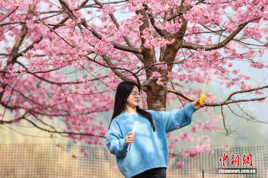 2月24日,游客在樱花园里玩泡泡。近日,随着气温回升,贵州省黔南布依族苗族自治州贵定县盘江镇的樱花、油菜花竞相绽放,吸引不少游客前来踏春赏花。中新社记者 瞿宏伦 摄 2月24日,游客在樱花园里玩泡泡。近日,随着气温回升,贵州省黔南布依族苗族自治州贵定县盘江镇的樱花、油菜花竞相绽放,吸引不少游客前来踏春赏花。中新社记者 瞿宏伦 摄