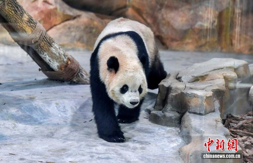 (新春走基层)乌鲁木齐:大熊猫“宝元”“德瑞”与公众见面 (新春走基层)乌鲁木齐:大熊猫“宝元”“德瑞”与公众见面