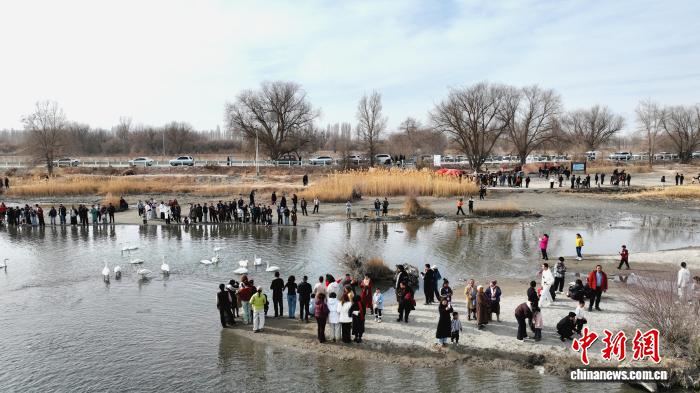 (新春走基层)春节假期游客纷至新疆“天鹅湾” (新春走基层)春节假期游客纷至新疆“天鹅湾”