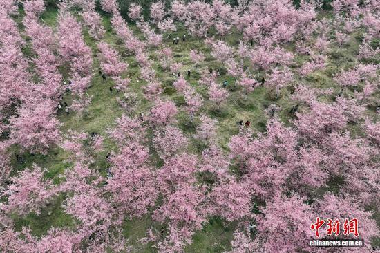 2月24日,航拍樱花园。近日,随着气温回升,贵州省黔南布依族苗族自治州贵定县盘江镇的樱花、油菜花竞相绽放,吸引不少游客前来踏春赏花。(无人机照片)中新社记者 瞿宏伦 摄 2月24日,航拍樱花园。近日,随着气温回升,贵州省黔南布依族苗族自治州贵定县盘江镇的樱花、油菜花竞相绽放,吸引不少游客前来踏春赏花。(无人机照片)中新社记者 瞿宏伦 摄