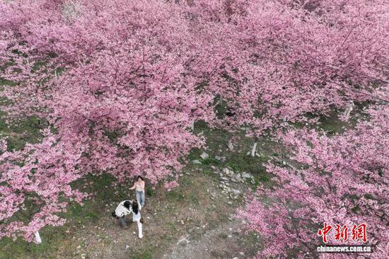 2月24日,游客在樱花园里拍照。近日,随着气温回升,贵州省黔南布依族苗族自治州贵定县盘江镇的樱花、油菜花竞相绽放,吸引不少游客前来踏春赏花。(无人机照片)中新社记者 瞿宏伦 摄 2月24日,游客在樱花园里拍照。近日,随着气温回升,贵州省黔南布依族苗族自治州贵定县盘江镇的樱花、油菜花竞相绽放,吸引不少游客前来踏春赏花。(无人机照片)中新社记者 瞿宏伦 摄