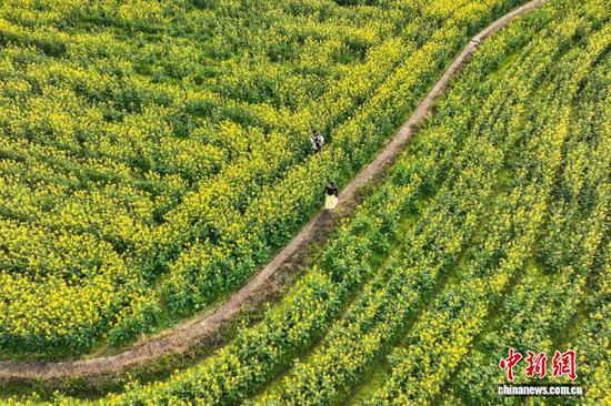 2月24日,游客在金海雪山油菜花田里游玩。近日,随着气温回升,贵州省黔南布依族苗族自治州贵定县盘江镇的樱花、油菜花竞相绽放,吸引不少游客前来踏春赏花。(无人机照片)中新社记者 瞿宏伦 摄 2月24日,游客在金海雪山油菜花田里游玩。近日,随着气温回升,贵州省黔南布依族苗族自治州贵定县盘江镇的樱花、油菜花竞相绽放,吸引不少游客前来踏春赏花。(无人机照片)中新社记者 瞿宏伦 摄