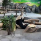 大熊猫“宝元”与“德瑞”亮相 为乌鲁木齐新春增添“萌趣”体验